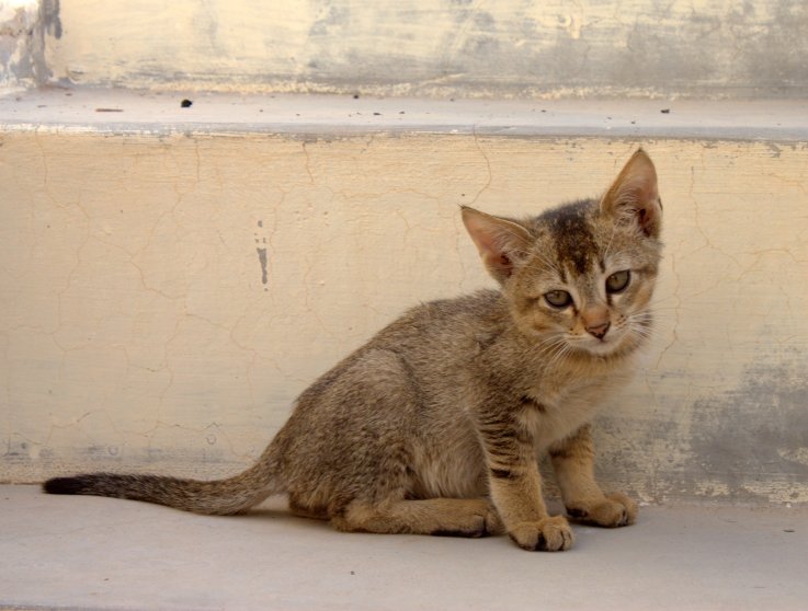 Kitty on the steps of Achal Niwas