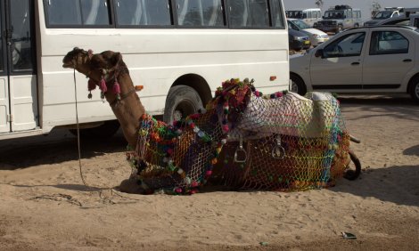 Camels need public transport too