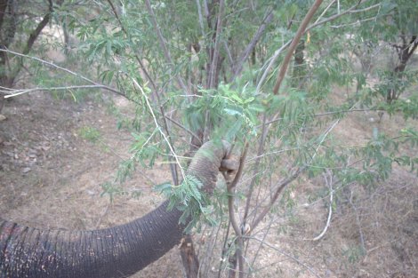 Stopping for a snack..