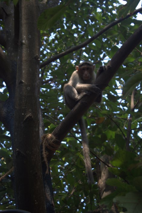 A monkey with a parting! Enough said.