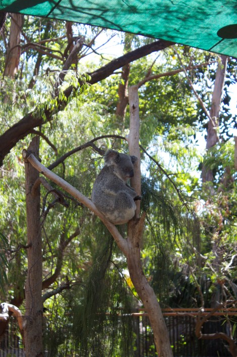 Koala