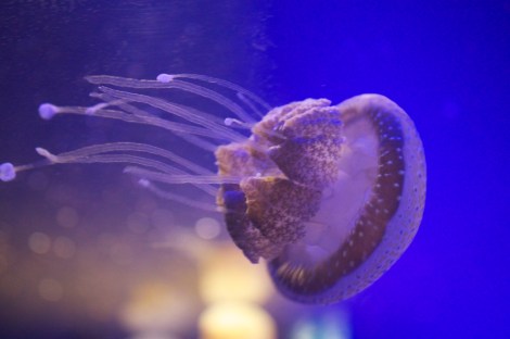 Jellyfish are possibly the weirdest creatures on the planet. Pretty though!
