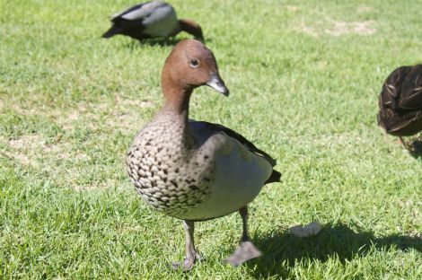 Pretty and elegant Aussie duck... discuss.
