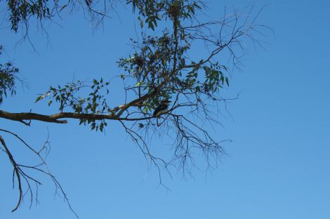 Kookaburras! You hear 'em before you see 'em.