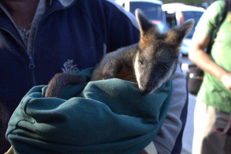 Baby wallaby at Featherdale!