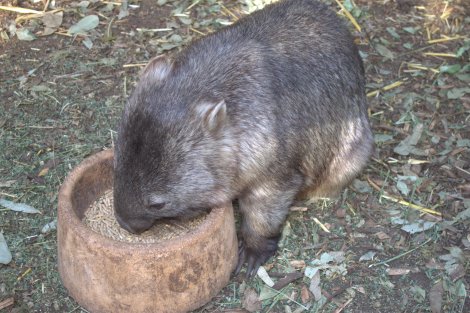 Mr. Wombat.