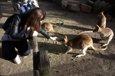 The kangaroos looked more innocent, but ran off with my food too!