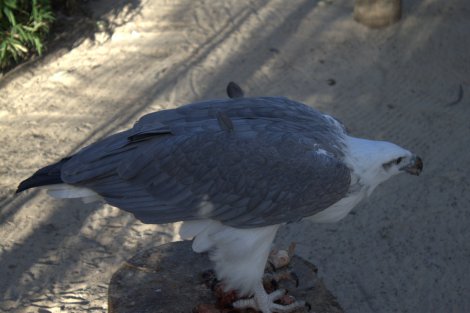 Anybody who watched the Disney film The Rescuers DownUnder as a child will understand.