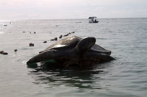 Koh Tao's namesake: Turtle Island.